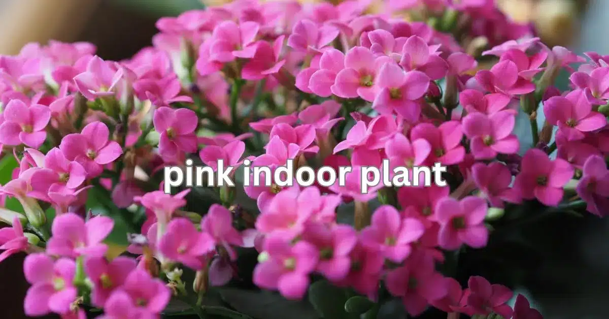 Top 10 Pink Indoor Plants for a Stylish Indoor Garden – Expert Tips & Guide