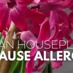 7 Surprising Facts About Indoor Plants and Allergies: Minimize the Risks Today