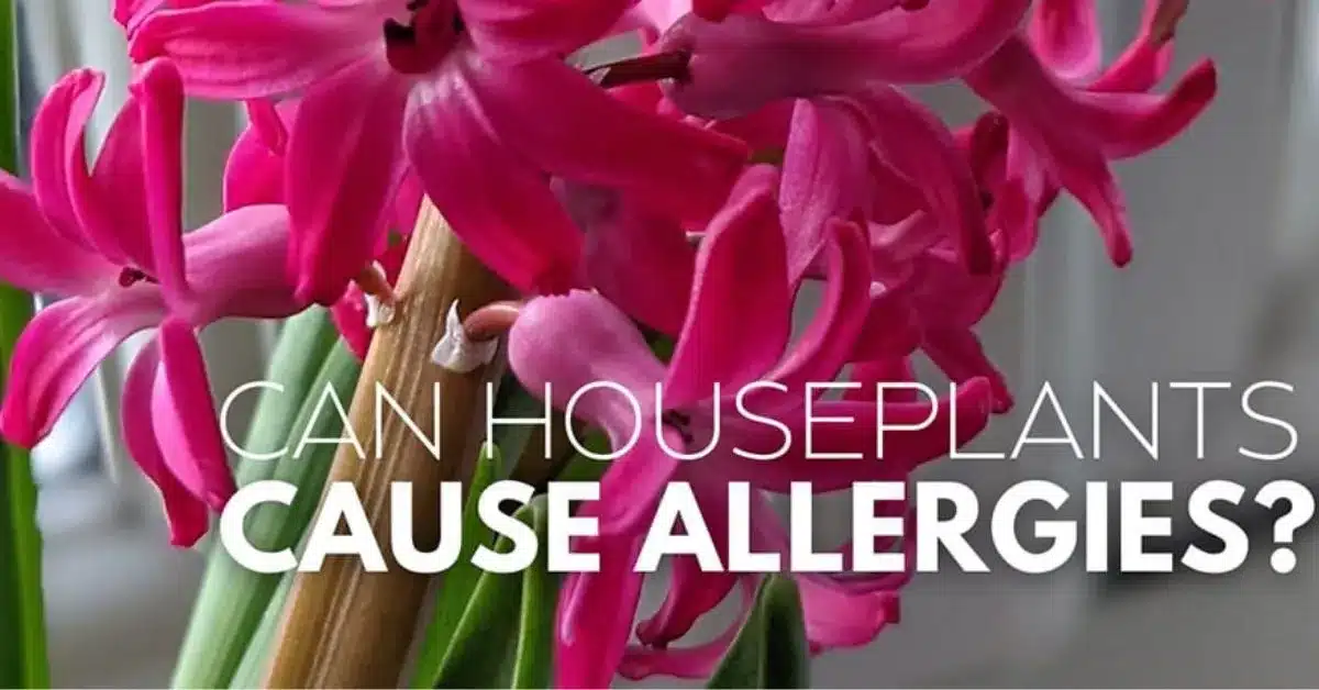 7 Surprising Facts About Indoor Plants and Allergies: Minimize the Risks Today