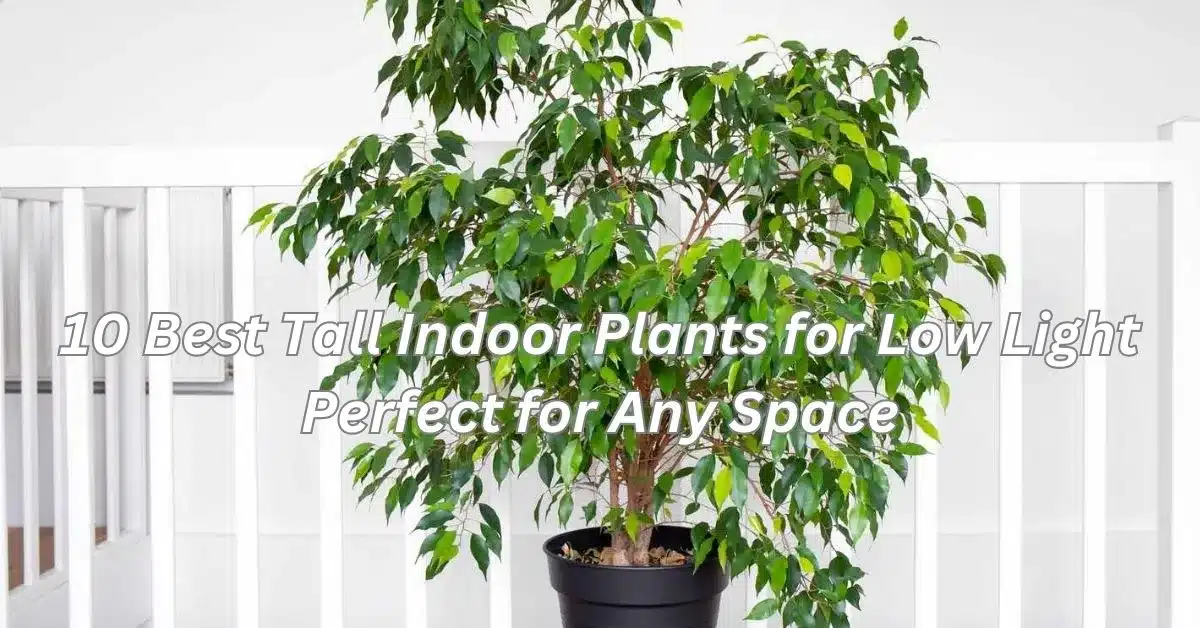 10 Best Tall Indoor Plants for Low Light: Bring Elegance and Freshness to Any Room