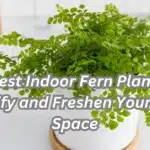 10 Best Indoor Fern Plants to Beautify and Freshen Your Living Space