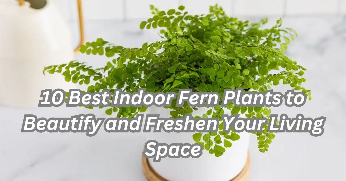 10 Best Indoor Fern Plants to Beautify and Freshen Your Living Space