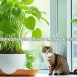 5 Safe Alternatives to Chinese Money Plants for Cats