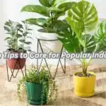 10 Proven Tips to Care for Popular Indoor Plants