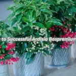 Top 8 Steps to Successful Ardisia Bospremium Gardening