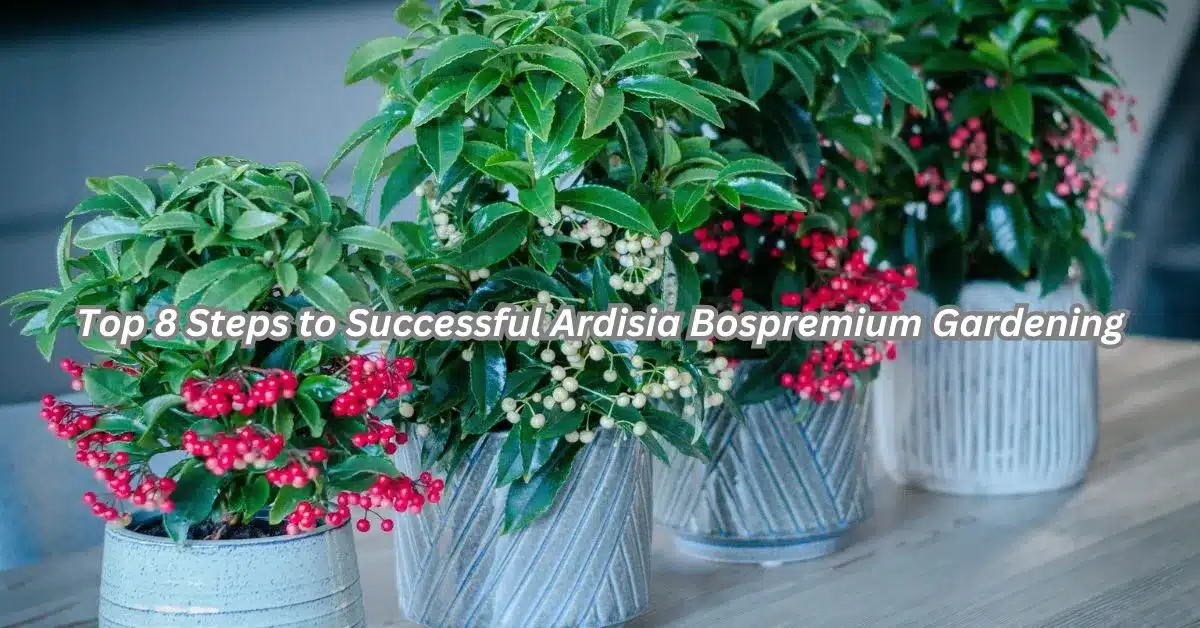 Top 8 Steps to Successful Ardisia Bospremium Gardening