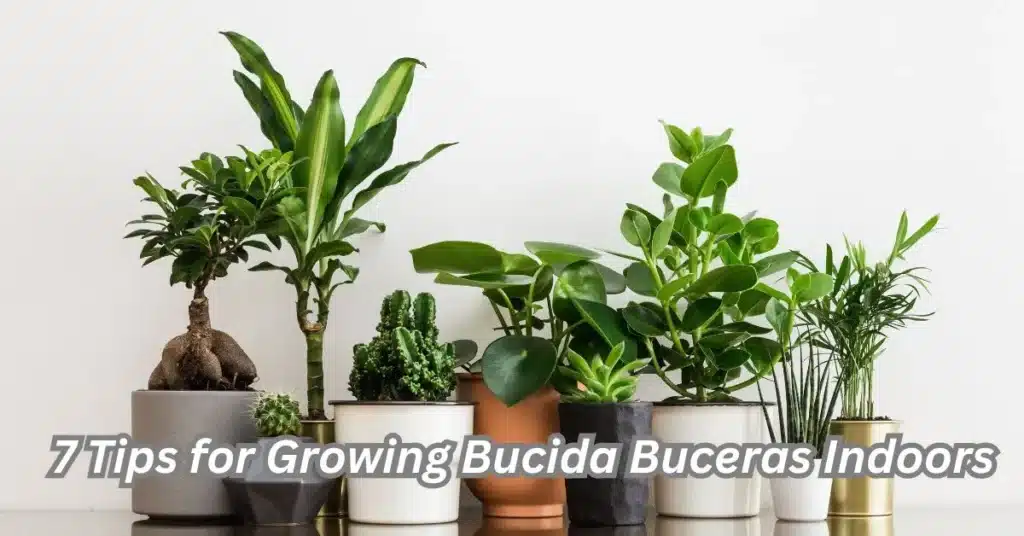 7 Tips for Growing Bucida Buceras Indoors