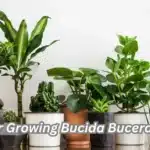 7 Tips for Growing Bucida Buceras Indoors