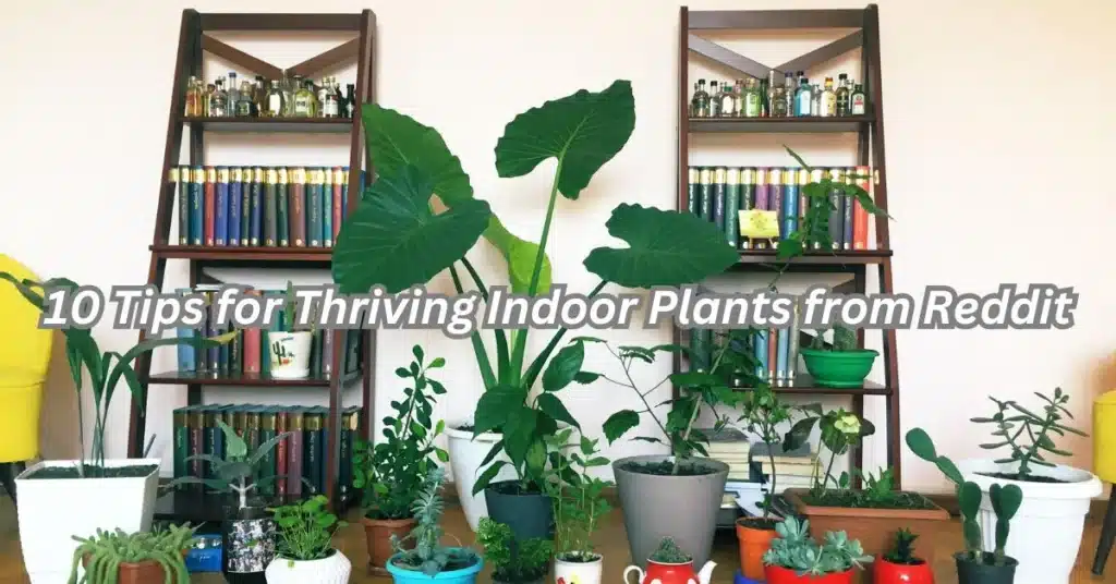 10 Tips for Thriving Indoor Plants from Reddit