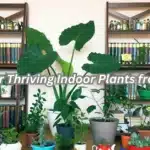 10 Tips for Thriving Indoor Plants from Reddit